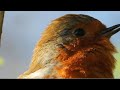 Close-up of a Robin ''sneezing''