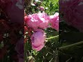 Watch these stunning peony blossoms! | beautiful perennial flowers #Shortvideo #Moments #Peonyblooms