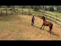 SHE TRIED TO KICK ME! | Training A 2 Year Old Filly [Part 1]