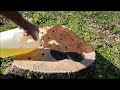 Easy Way to Remove Tree Stumps - Part 1