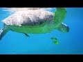 Under Red Sea 4K - Beautiful Coral Reef Fish in Aquarium, Sleep Meditation Music - 4K Video UHD