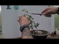 Trimming Gav's Trident Maple and Talking the Future! #new #trending #treemasons #bonsai #garden