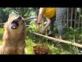 3 days Life in a mountain village: mushroom paradise while mowing hay