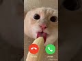 BANANACAT IS CALLING (earrape warning)