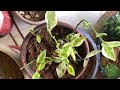 Backbone plant | pedilanthus plant care ||How to grow and care Backbone | pedilanthus ​⁠@GardenUp