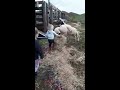 My niece meeting her new pet sheep.