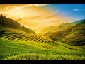 Music for Meditation  | Rice Fields at Sunrise Ambience | Stunning Landscapes | Relaxation