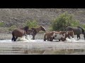 Wild Mustangs in America Wild Horses Stallions Fighting and Mares by Karen King