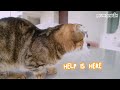 Cats Intelligence Test | Compilation