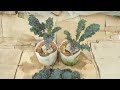 Growing Kale from Seed to Harvest in Containers & Grow Bags - Step by Step