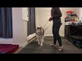 Introducing obedience cues with Mya, foster husky