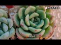 2024.05.21 생수병을 재활용해서 만든 화분에 분갈이 합니다🌸💕Planting succulents in pots made by recycling plastic