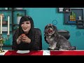 Dogs Try Not To Eat Challenge (React)