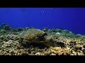 世界が恋する青。慶良間諸島 座間味島でダイビング 4K動画 ScubaDiving in Zamami Island