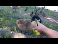 Vicious geese!