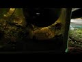 Paludarium - 