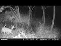 Trail Cam Videos (2024.6/25)