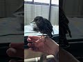 Wordy Birb showing off this Morning