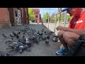 How to Save a Pigeons Life - Durianrider tips backyard surgery