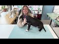 Quilting Fun & Puppy Love! 🧵🐾 | Americana Longarm Quilting