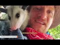 This man raised an opossum. Now he thinks they are smarter than dogs.