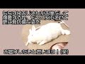 【ミニウサギ】3/7病院から帰ってきたおもち君【おもちのぷぅぷぅちゃんねる】