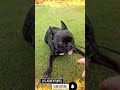 Tyson Turns Puppy #frenchbulldog #dog #doglover #dogs #dogwalk #animals #funny #yt #ytviral #wow #go