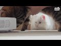 My Cats Destroyed The Robot Vacuum! (ENG SUB)