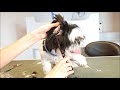 Grooming Guide - Let's groom Shih tzu! #47