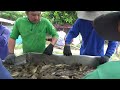 Kéo lưới hầm thu hoạch cá trê vàng nuôi ở Khánh Hòa châu phú ,giá cá tiếp tục lên nữa cả nhà ơi