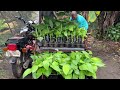 Kakasya ba ang 500 hills Tissue Cultured Banana Seedlings sa Tricycle/Payong-payong?