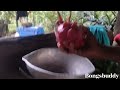harvest time dragon fruit #dragonfruit #harvest #fruit #youtubevlog