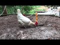 Our 7 year old Leghorn hen from our very first flock. She lived about 6 months after this.