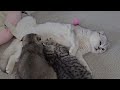 Mother cat continues to feed growing kittens