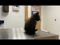 Katsumi plays at the vet clinic