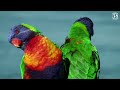 Breathtaking Beautiful Birds | Pure Nature | Stress Relief | Relaxing Birds Sounds | Magical Nature