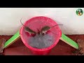 Best Mouse Traps | The most effective simple homemade mouse trap | Traps with plastic buckets