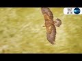 Eagles captures a Goat | Amazing Raptors and Eagle Attacks | Eagles vs Monkey, Fox and Snake🦅