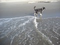 Marley's First time in ocean