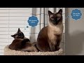 Siamese Kitties - Suki Plays with Sokka's Tail