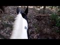 Cherokee National Forest Horse Ride