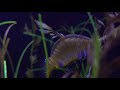 Weedy Seadragons (Video from Scripps Institution of Oceanography).