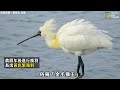 【鳥人鳥事：10月｜呆萌的候鳥大明星～黑面琵鷺！】