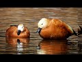 Ruddy Shelduck. Better than previous video species no.65 at Tawang A P Eaglenest Wildlife Sanctuary