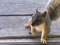 A Squirrel Born in Spring (Original Composition)