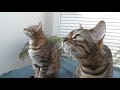 Meowing, chirping, yowling! NOISY Bengal cats talking!