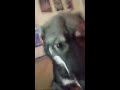 good_dog.mp4