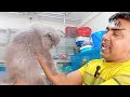 Persian cat price in Bangladesh | Katabon animal market in Bangladesh | Cat price in Bangladesh 2023