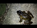 Cute frog squeak