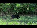 Cat TV for Cats to Watch 😺 Cute Birds and Bunnies 🐰 8 Hours 4K HDR